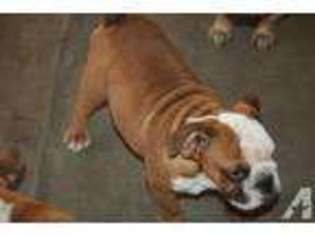 Bulldog Puppy for sale in BONITA, CA, USA