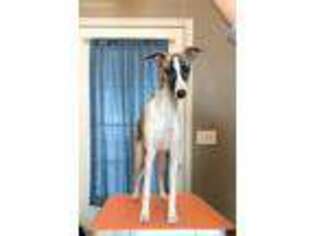 Whippet Puppy for sale in Spokane, WA, USA
