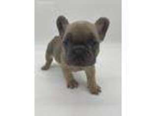 French Bulldog Puppy for sale in Rowlett, TX, USA