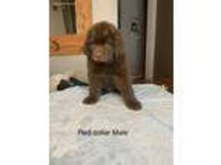 Newfoundland Puppy for sale in Ladysmith, WI, USA