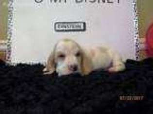 Basset Hound Puppy for sale in Newnan, GA, USA