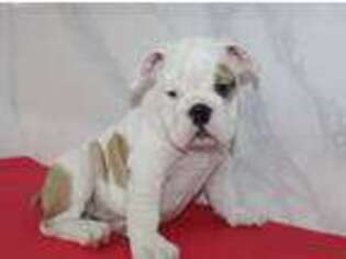 Bulldog Puppy for sale in Bayville, NJ, USA