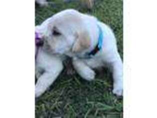 Labrador Retriever Puppy for sale in Arcadia, FL, USA