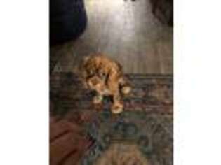Cavalier King Charles Spaniel Puppy for sale in Renton, WA, USA