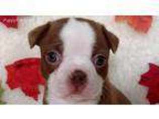 Boston Terrier Puppy for sale in Warren, TX, USA