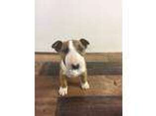 Bull Terrier Puppy for sale in Richmond, VA, USA