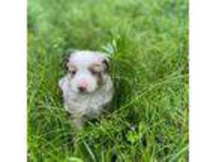 Miniature Australian Shepherd Puppy for sale in Houston, MO, USA