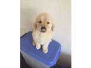 Golden Retriever Puppy for sale in Anthem, AZ, USA