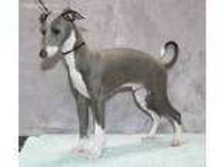 Italian Greyhound Puppy for sale in Vienna, GA, USA