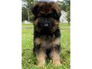 German Shepherd Dog Puppy for sale in Brunswick, GA, USA