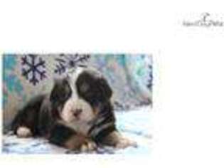 Bernese Mountain Dog Puppy for sale in Harrisburg, PA, USA