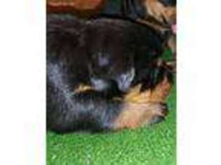 Rottweiler Puppy for sale in Spring Hill, FL, USA