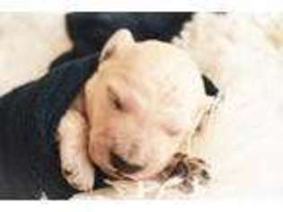 Mutt Puppy for sale in Clarksville, AR, USA