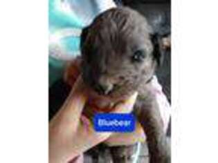 Mutt Puppy for sale in Eubank, KY, USA