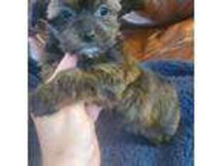 Yorkshire Terrier Puppy for sale in Blacksburg, VA, USA