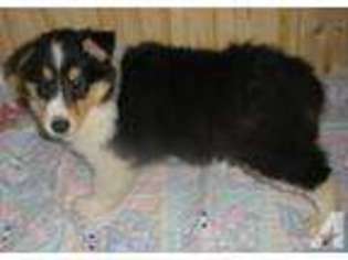 Collie Puppy for sale in ORIENTAL, NC, USA