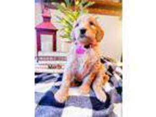Goldendoodle Puppy for sale in Warroad, MN, USA