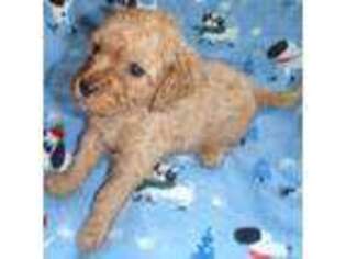 Goldendoodle Puppy for sale in Silverhill, AL, USA