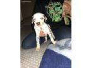 Dalmatian Puppy for sale in Tracy, MN, USA