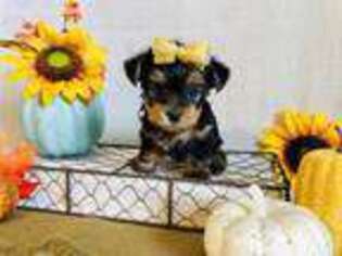 Yorkshire Terrier Puppy for sale in Seneca, MO, USA