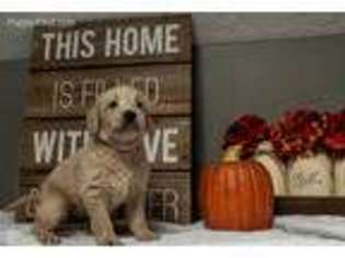 Labradoodle Puppy for sale in Fontanelle, IA, USA