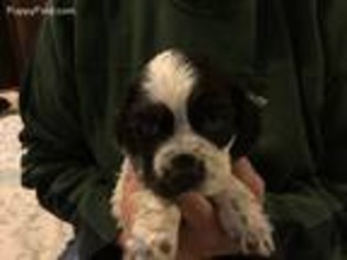 Cocker Spaniel Puppy for sale in Jackson, MI, USA