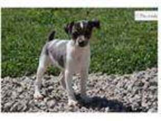 Rat Terrier Puppy for sale in Springfield, MO, USA