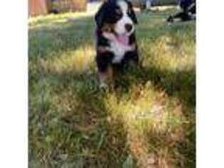 Bernese Mountain Dog Puppy for sale in Pontiac, IL, USA