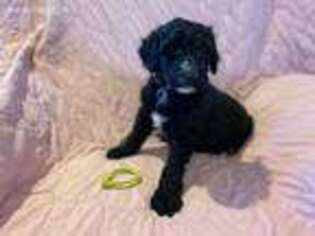 Mutt Puppy for sale in Prineville, OR, USA