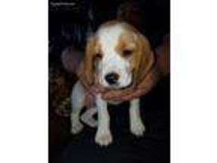 Beagle Puppy for sale in Welch, OK, USA