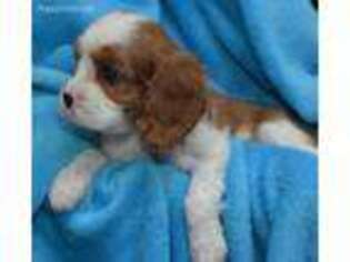 Cavalier King Charles Spaniel Puppy for sale in Middle Island, NY, USA
