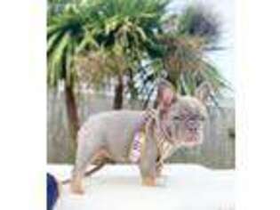 French Bulldog Puppy for sale in Oak Park, IL, USA