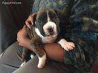 Boxer Puppy for sale in Apex, NC, USA