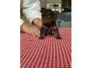 Yorkshire Terrier Puppy for sale in Mead, WA, USA