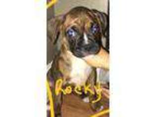 Boxer Puppy for sale in Steger, IL, USA