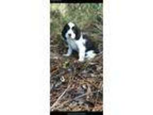 English Springer Spaniel Puppy for sale in Waverly, GA, USA