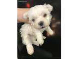 Maltese Puppy for sale in Knoxville, TN, USA