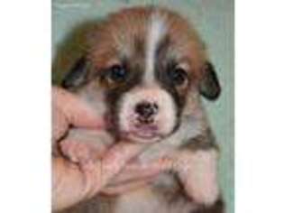 Pembroke Welsh Corgi Puppy for sale in Saint Anthony, IA, USA