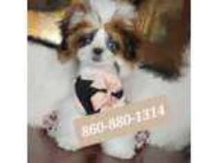Mutt Puppy for sale in Groton, CT, USA