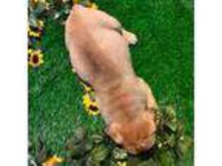 Bullmastiff Puppy for sale in Round Top, TX, USA