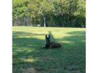 Belgian Malinois Puppy for sale in Conroe, TX, USA