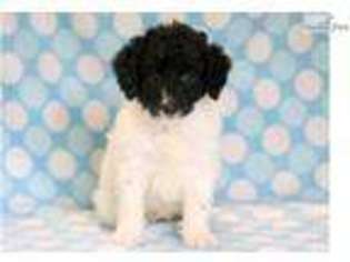 Medium Photo #1 Labradoodle Puppy For Sale in Lancaster, PA, USA