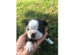 Boston Terrier Puppy for sale in Maryville, TN, USA