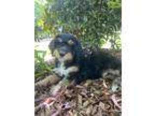 Mutt Puppy for sale in Fort Mill, SC, USA