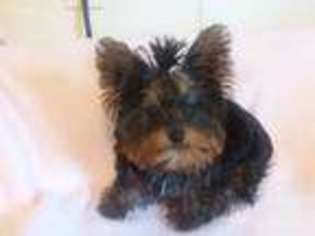 Yorkshire Terrier Puppy for sale in Mars Hill, NC, USA