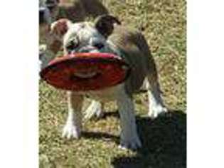 Bulldog Puppy for sale in Ocklawaha, FL, USA