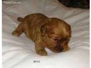 Cavapoo Puppy for sale in Dawson Springs, KY, USA