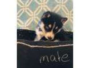 Siberian Husky Puppy for sale in Mammoth Spring, AR, USA