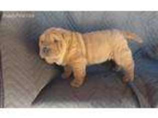 Mutt Puppy for sale in Leesburg, AL, USA
