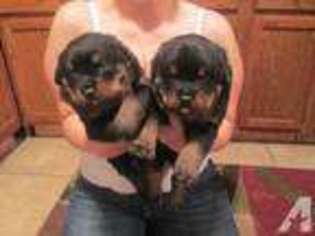 Rottweiler Puppy for sale in OZARK, MO, USA
